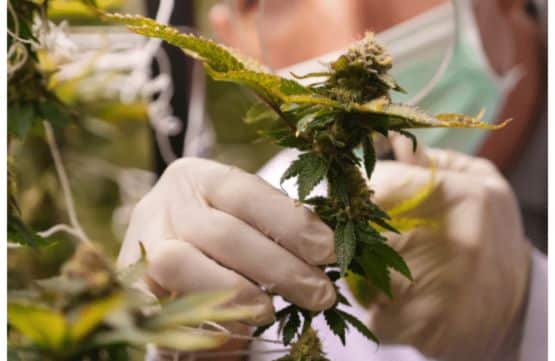 California Proposition 64 Adult Use of Marijuana Act of 2016