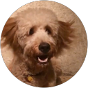 Pulverenti profile picture